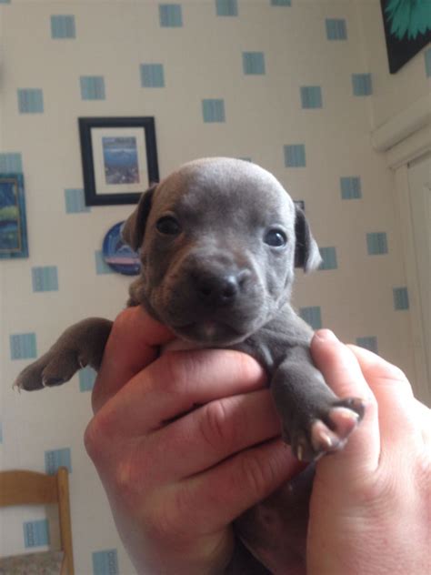 Also have been given the 2x Dewormer. . Staffy puppies for sale near me
